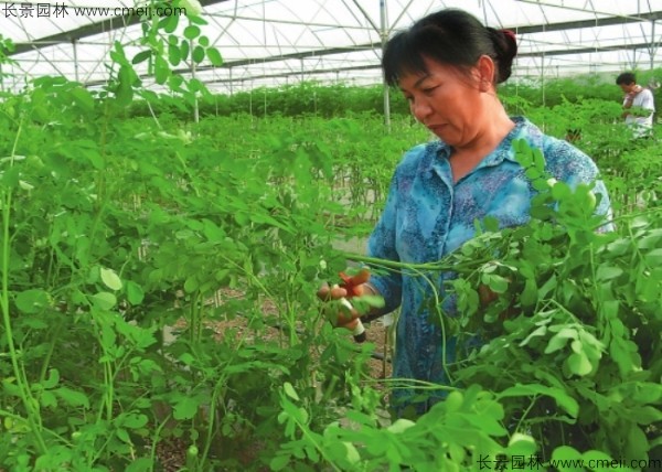 辣木樹(shù)種子發(fā)芽出苗圖片