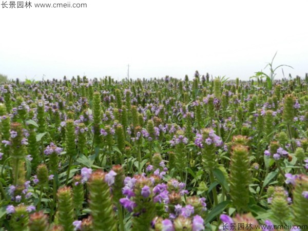 夏枯球種子發(fā)芽出苗開花圖片