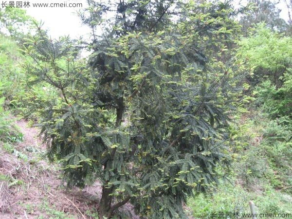 榧子種子發(fā)芽出苗圖片