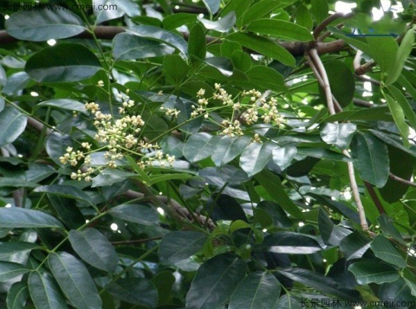 桃花心木種子發(fā)芽出苗圖片