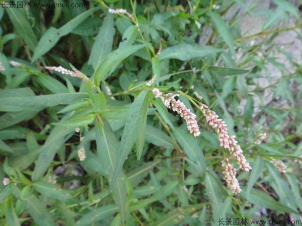 水紅花種子發(fā)芽出苗開(kāi)花圖片