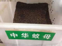 中華蚊母種子