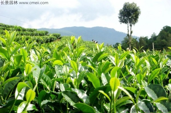 茶樹種子發(fā)芽出苗圖片