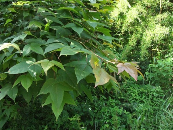 楓香種子發(fā)芽出苗圖片