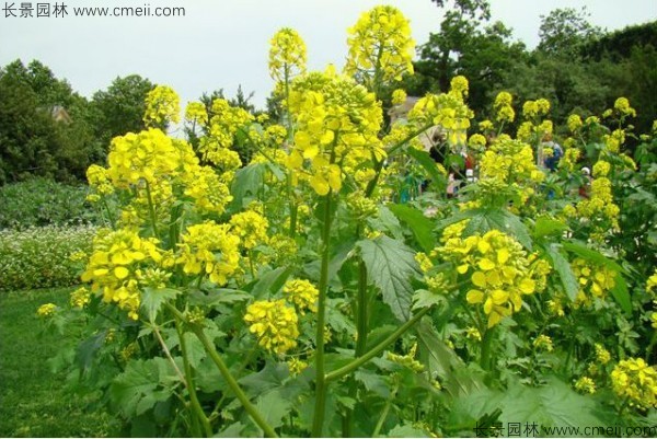 白芥子種子發(fā)芽出苗開(kāi)花圖片