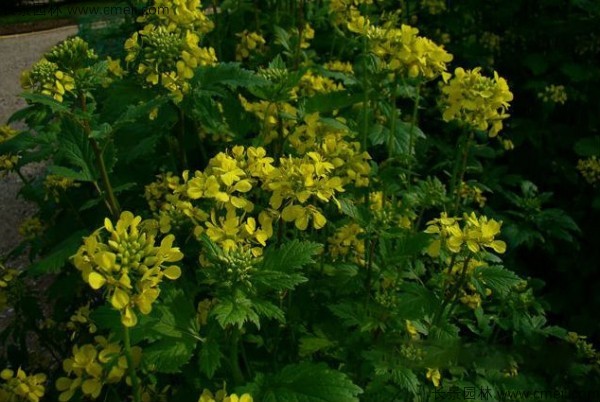 白芥子種子發(fā)芽出苗開(kāi)花圖片