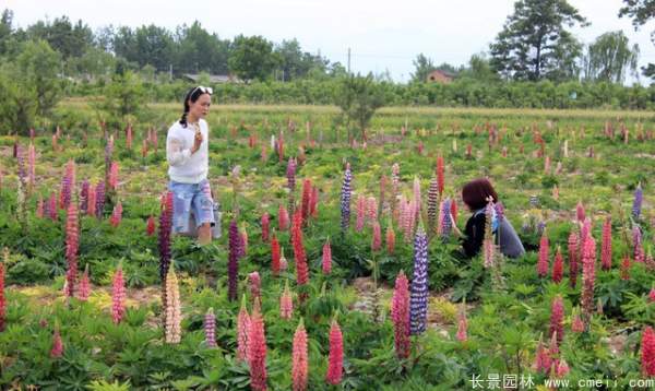 羽扇豆種子發(fā)芽出苗開花圖片