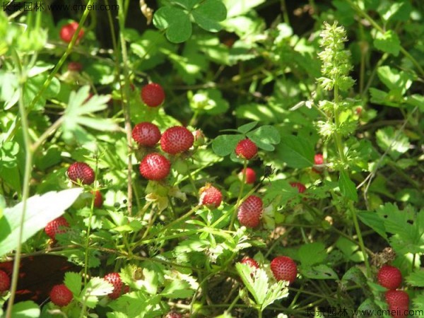 蛇莓種子發(fā)芽出苗結(jié)果圖片