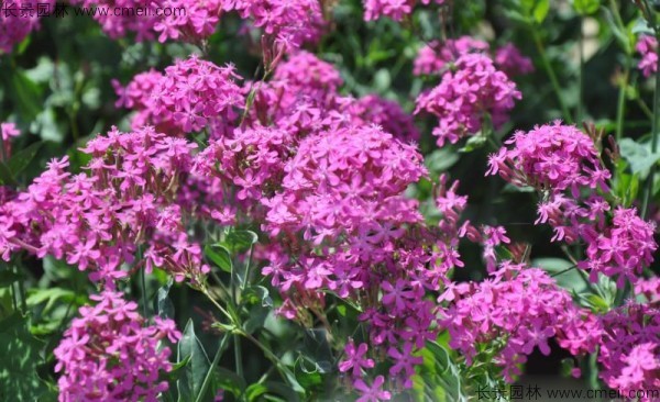 高雪輪種子發(fā)芽出苗開(kāi)花圖片