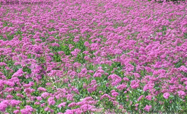 高雪輪種子發(fā)芽出苗開(kāi)花圖片