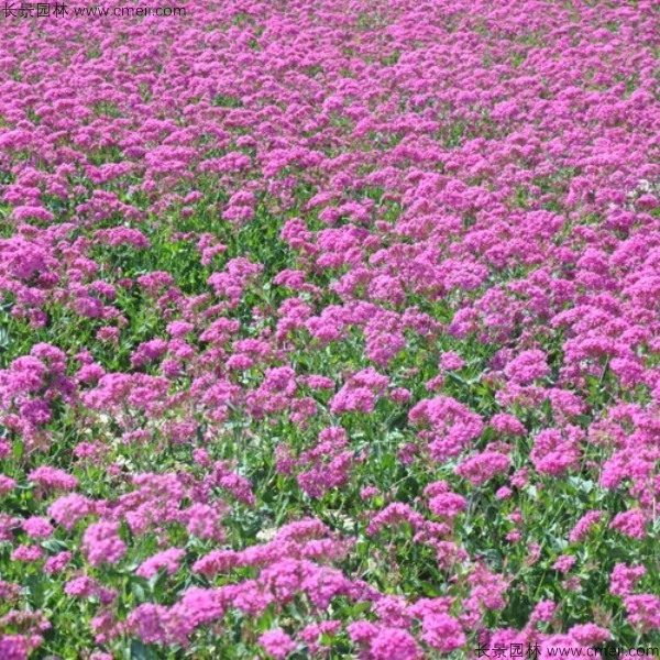 高雪輪種子發(fā)芽出苗開(kāi)花圖片