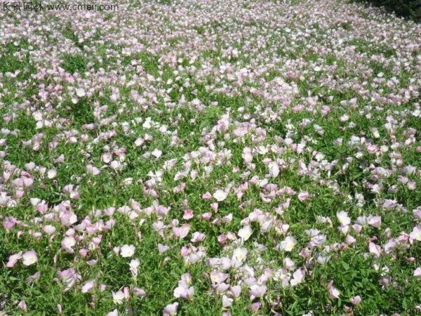 美麗月見(jiàn)草種子發(fā)芽出苗開(kāi)花圖片