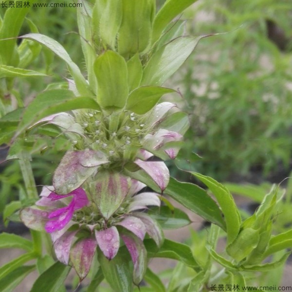 留蘭香薄荷種子發(fā)芽出苗開(kāi)花圖片