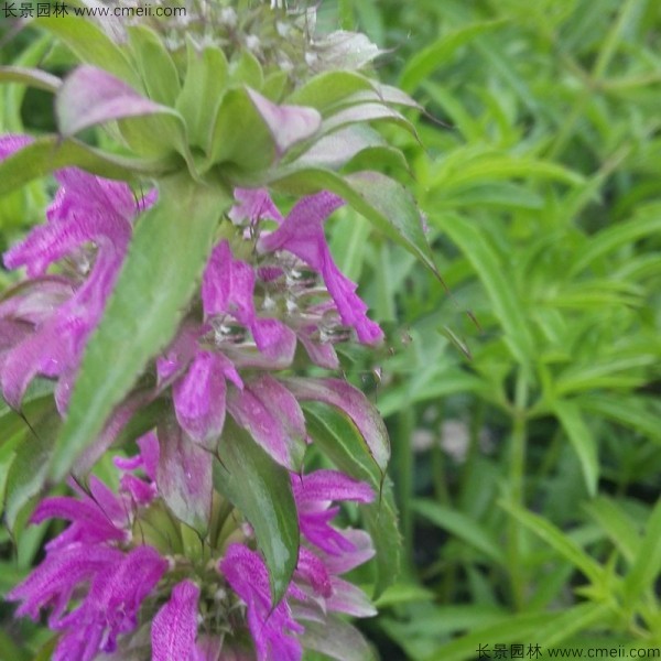 留蘭香薄荷種子發(fā)芽出苗開(kāi)花圖片