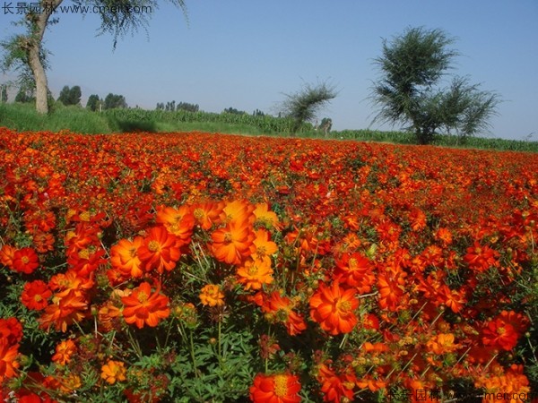 硫化菊種子發(fā)芽出苗開花圖片