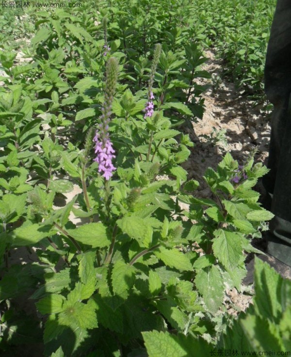 美女櫻種子發(fā)芽出苗開(kāi)花圖片