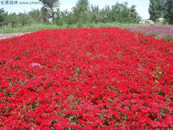 美女櫻種子發(fā)芽出苗開(kāi)花圖片