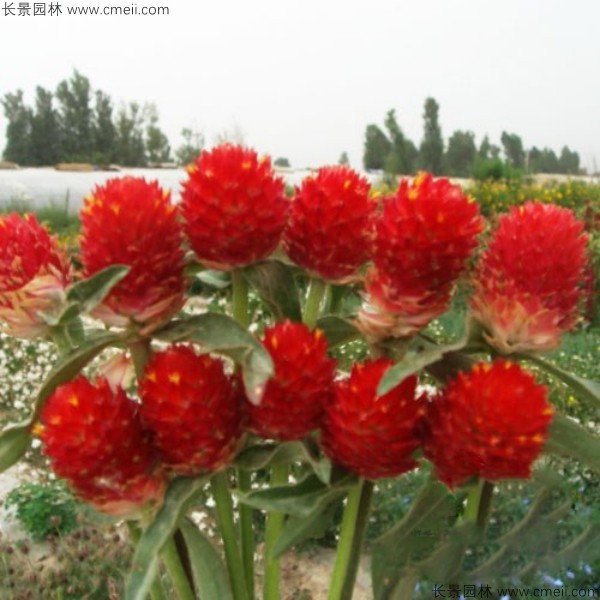 千日紅種子發(fā)芽出苗開花圖片