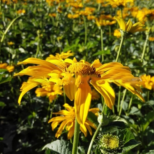 黃菊花種子發(fā)芽出苗圖片