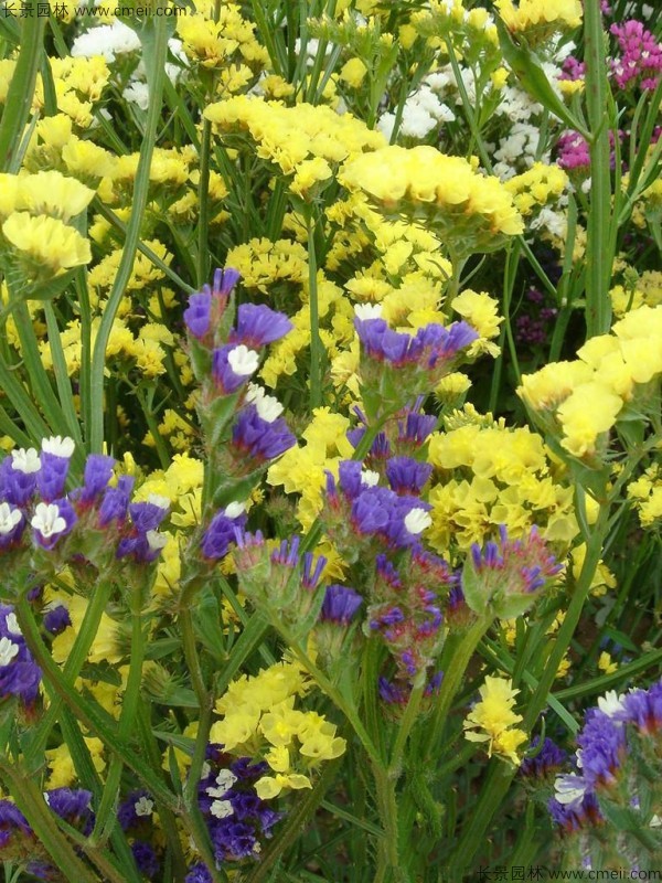 勿忘我種子發(fā)芽出苗開(kāi)花圖片