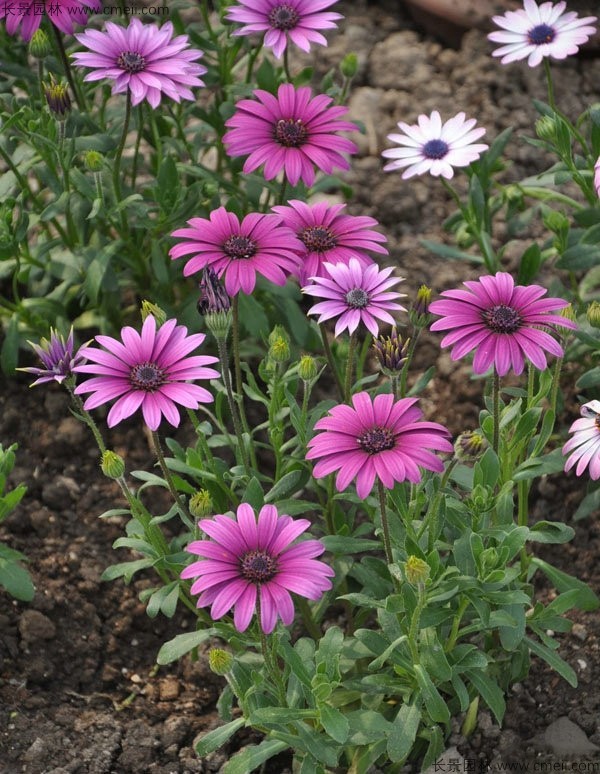 南非萬(wàn)壽菊種子發(fā)芽出苗開(kāi)花圖片