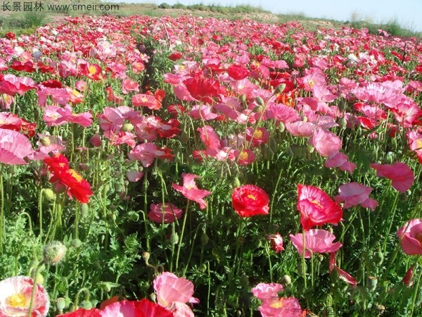 冰島虞美人種子發(fā)芽出苗開花圖片