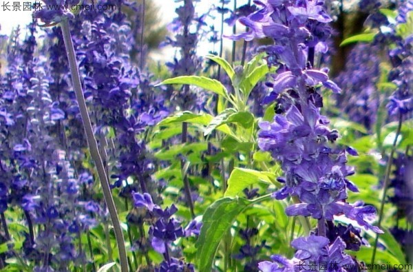 藍(lán)花鼠尾草種子發(fā)芽出苗開(kāi)花圖片