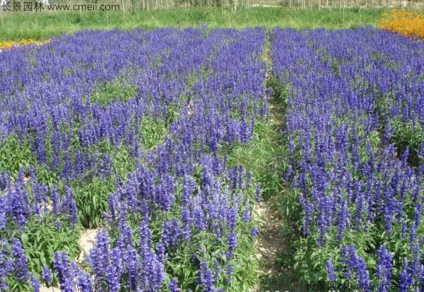 藍(lán)花鼠尾草種子發(fā)芽出苗開(kāi)花圖片