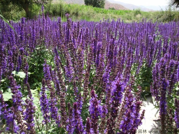 芳香鼠尾草種子發(fā)芽出苗開(kāi)花圖片