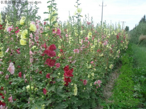 馬絡(luò)葵種子發(fā)芽出苗開花圖片