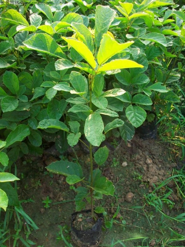 紅花風鈴木種子發(fā)芽出苗圖片