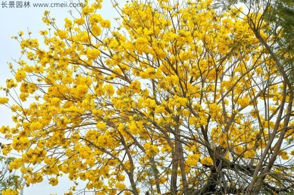 紅花風鈴木種子發(fā)芽出苗開花圖片