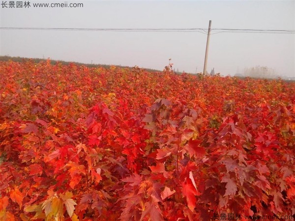 美國紅楓種子發(fā)芽出苗圖片