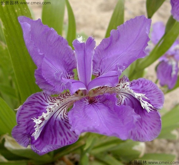 藍(lán)花鳶尾種子發(fā)芽出苗開花圖片