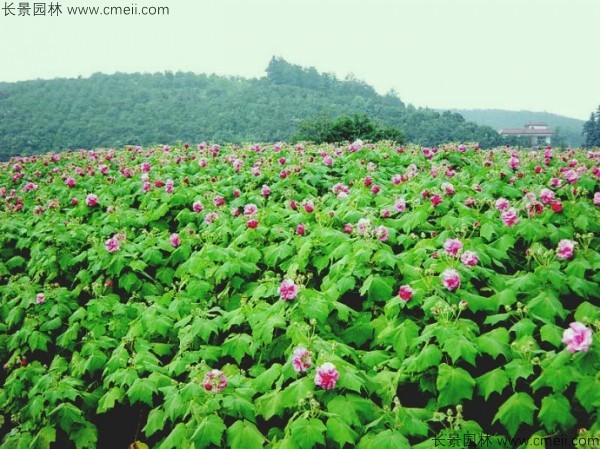 木芙蓉種子發(fā)芽出苗開(kāi)花圖片