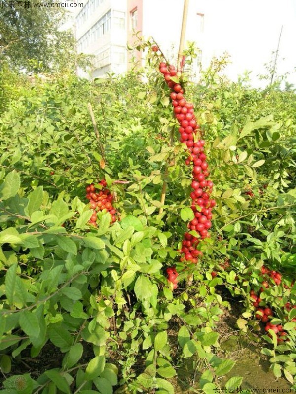 歐李種子發(fā)芽出苗開(kāi)花結(jié)果圖片