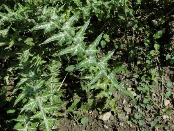 水飛薊種子發(fā)芽出苗開(kāi)花圖片