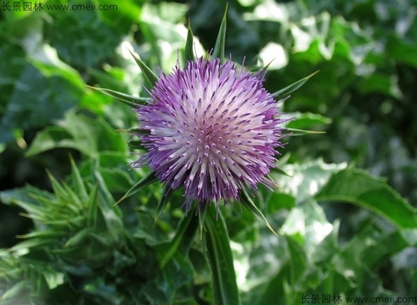 水飛薊種子發(fā)芽出苗開(kāi)花圖片