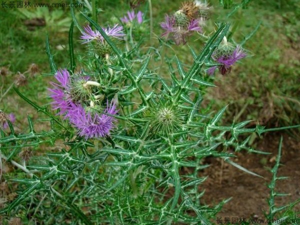 水飛薊種子發(fā)芽出苗開(kāi)花圖片