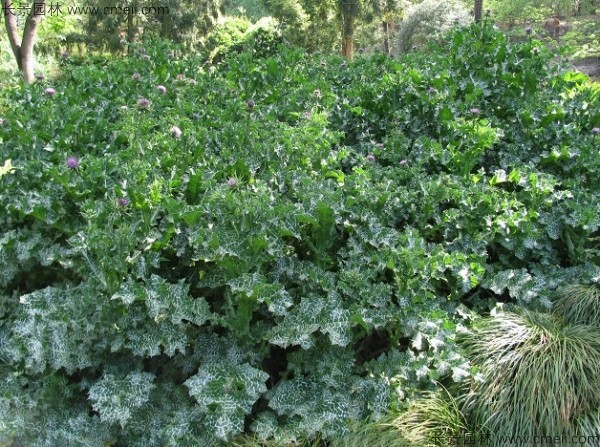 水飛薊種子發(fā)芽出苗開(kāi)花圖片