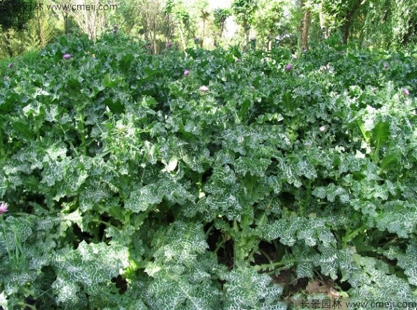 水飛薊種子發(fā)芽出苗開(kāi)花圖片