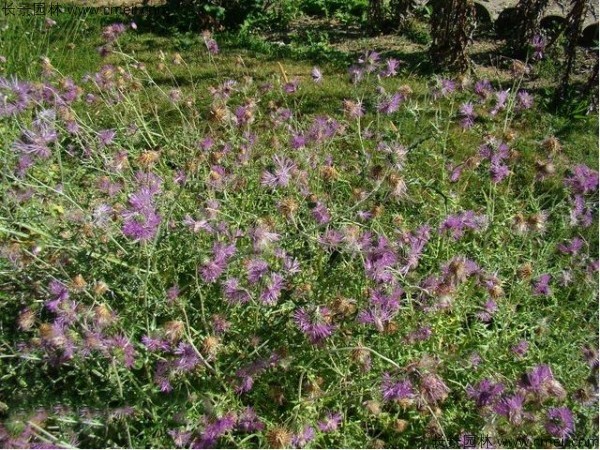 水飛薊種子發(fā)芽出苗開(kāi)花圖片