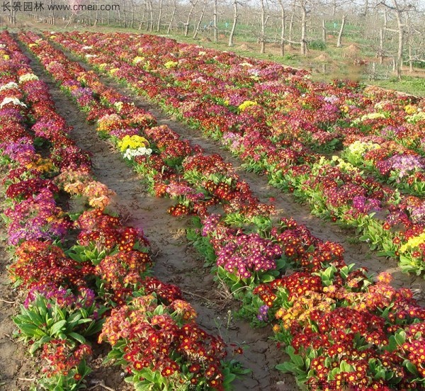 報(bào)春花種子發(fā)芽出苗開(kāi)花圖片