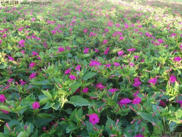 野茉莉種子發(fā)芽出苗開花圖片