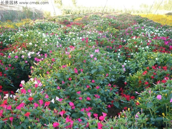 野茉莉種子發(fā)芽出苗開花圖片