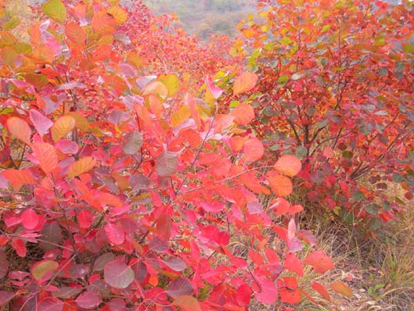 紅櫨種子發(fā)芽出苗圖片