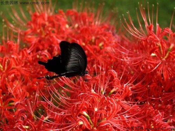 石蒜種子發(fā)芽出苗開花圖片