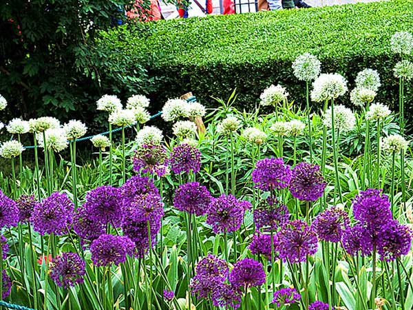 大絨球種子發(fā)芽出苗開花圖片