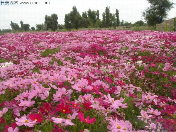 格?；ǚN子發(fā)芽出苗開花圖片