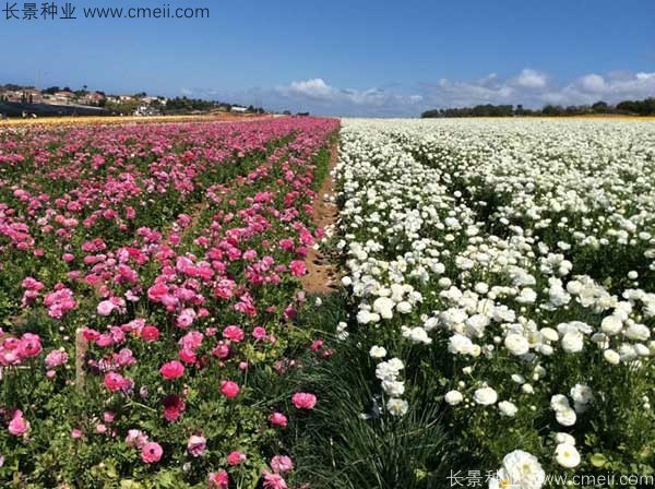 花毛莨開(kāi)花圖片